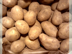 Kartoffeln im Garten - anbauen und ernten